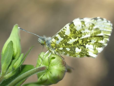 Orange tip