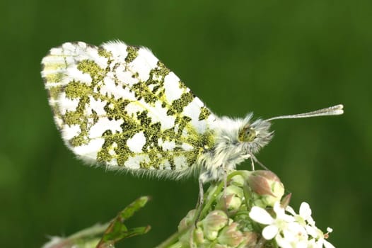 Orange tip