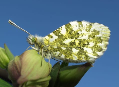 Orange tip
