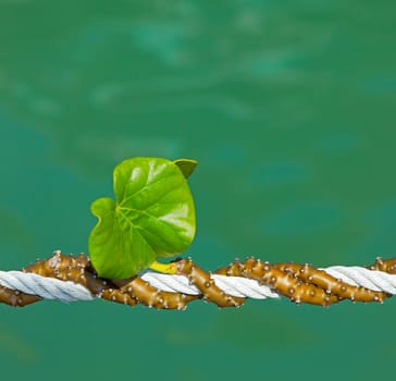 A tropical vine twists its way around a rope by the water