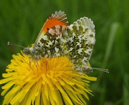 Aurora butterfly mating