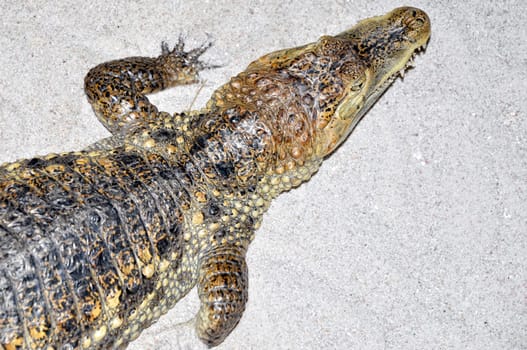 a small crocodile standing on the sand