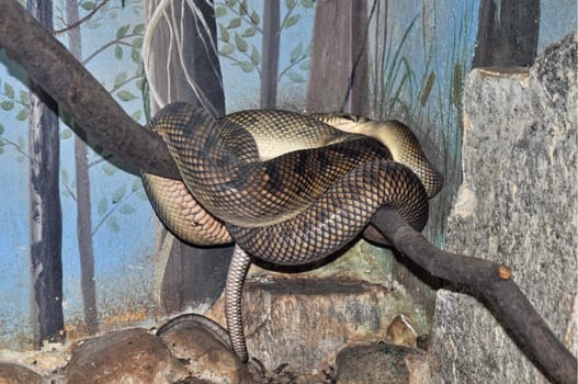 Snake coiled on a branch in hibernation
