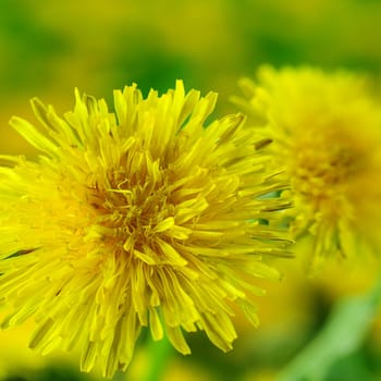 Dandelion