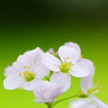 Meadowfoam