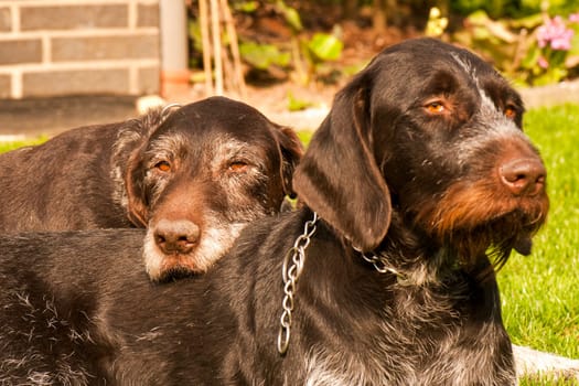 Old and young German wirehaired lying