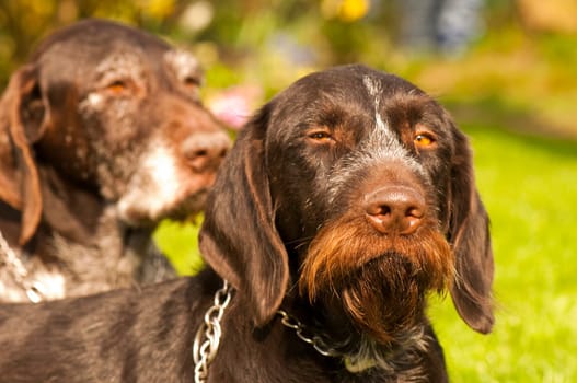 Old and young German wirehaired lying