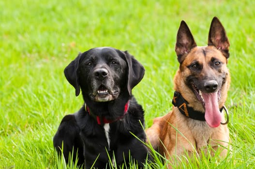 Malinois and Labrador mix on a greenfield site