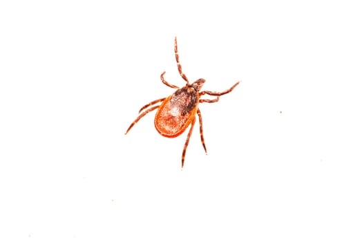 Close-up of a tick on a white background