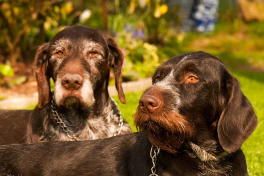 Old and young German wirehaired lying