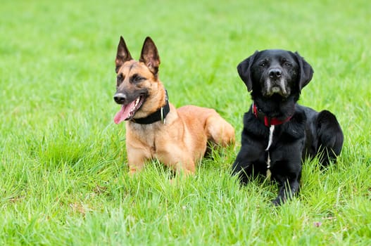 Malinois and Labrador mix on a greenfield site