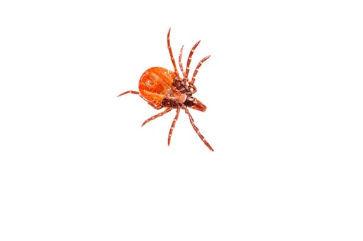 Close-up of a tick on a white background