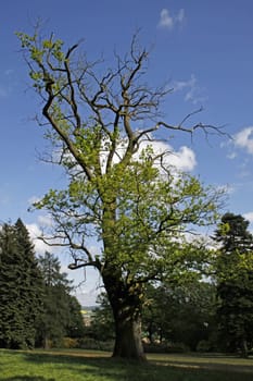 Partially dead oak