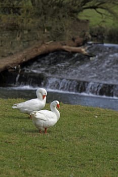 At the Emmer weir in Bad Pyrmont
