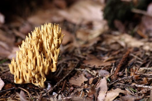 Spruce coral