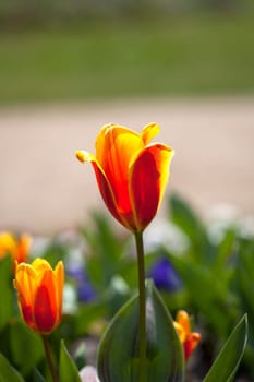 Tulips