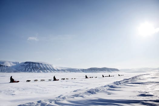 A dog sled expedition across a barren winter landscape