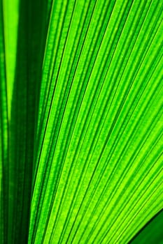 A very large tropical leaf texture background