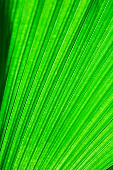 A very large tropical leaf texture background