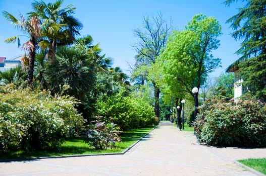 Natural arboretum park in bright city Sochi