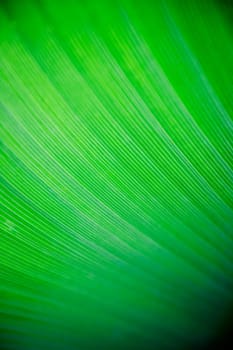 A very large tropical leaf texture background