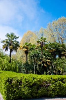 Natural arboretum park in bright city Sochi
