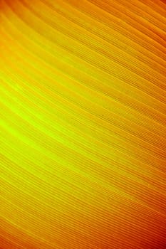A very large tropical leaf texture background