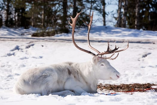 A reindeer laying down sleeping in the snow