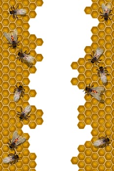 Working bees over a honeycomb frame, isolated and grouped objects over white background. Transparency effect used.