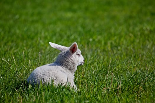 A lamb resting in a green meadow