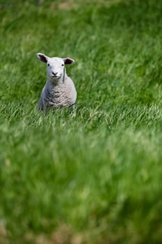 A young lamb isolated in a pasture of green grass