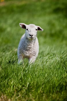 A friendly looking sheep running towads the camera