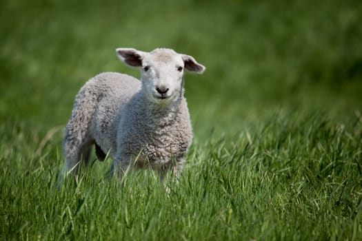 A lamb isolated against a green meadow