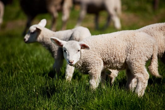 A small lamb in a pasture of sheep looking curious at the camera