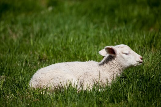 A happy lamb laying in a pasture of grass