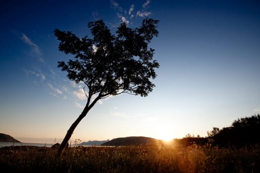 A tree silhouette against a sunset and ocean background