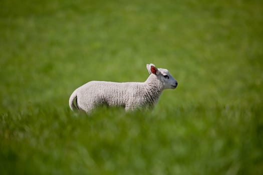 A lamb running in a green meadow of grass