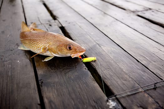 A fresh caught cod fish with hook in it's mouth