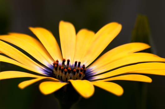 An osteospermum isolated against a green grass background