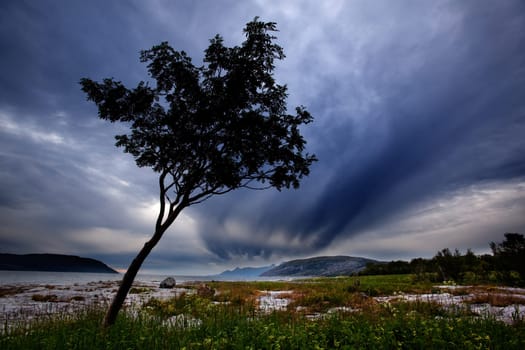 A lone tree on a Norwegian costal landscape