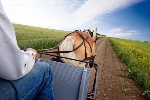 A horse pulling a cart accross a beautiful Saskatchewan landscape