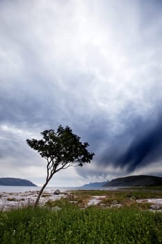 A lone tree on a Norwegian costal landscape