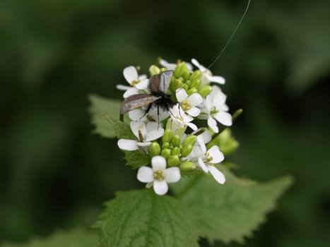 Longhorn moth - Adela reaumurella
