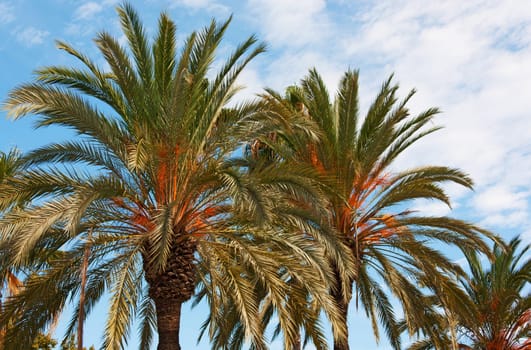 View of Palm trees in Barcelona - Catalonia, Spain