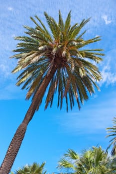 View of Palm trees in Barcelona - Catalonia, Spain