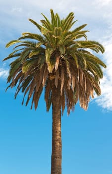 A palm tree in Barcelona, ​​Spain - Catalonia