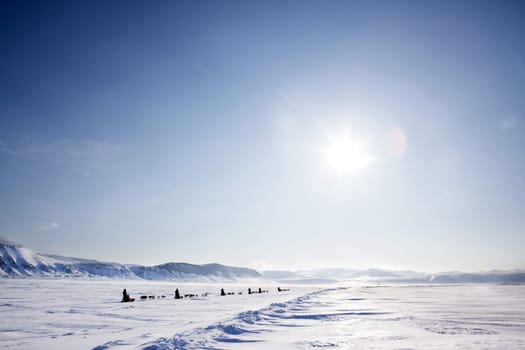 A number of dogsleds on a barren winter landscape