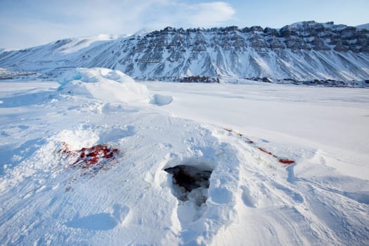 Bloody remains of a seal after it had been captured and eaten by a polar bear