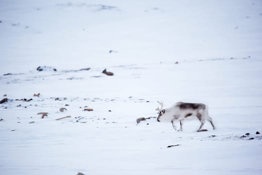 A reindeer on the island of Spitsbergen, Svalbard, Norway