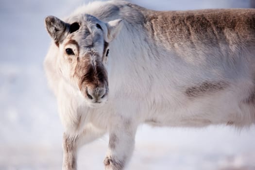 A wild reindeer on the island of Spitsbergen, Svalbard, Norway
